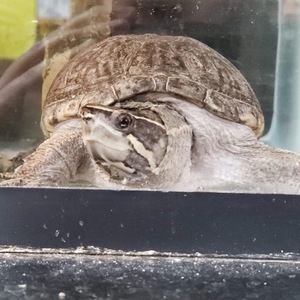 Meet your Posher, Cheyenne